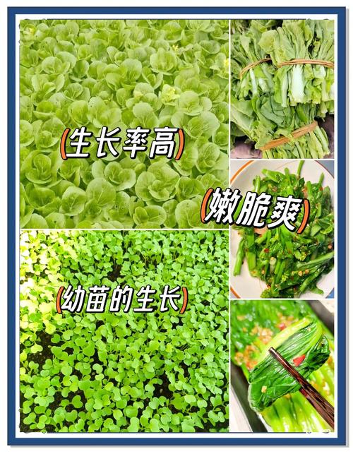 苔菜怎么种？步骤有哪些？-第2张图片-宁夏农业信息网