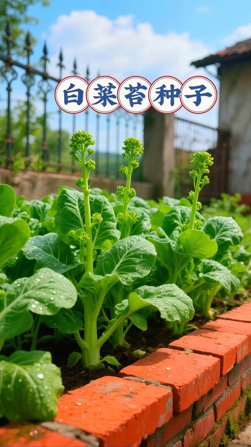 苔菜怎么种？步骤有哪些？-第3张图片-宁夏农业信息网