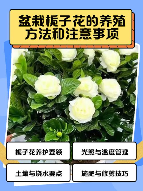 桅子花的冬季养殖方法-第1张图片-宁夏农业信息网