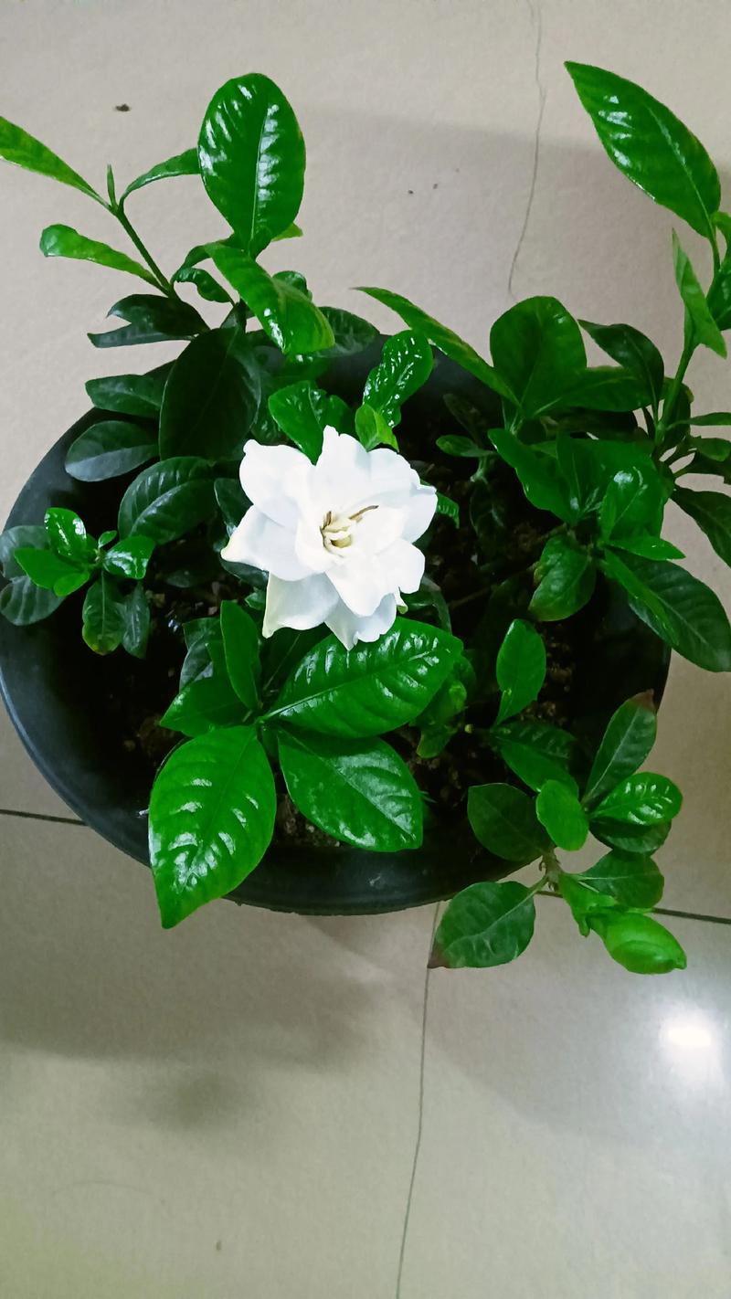 桅子花的冬季养殖方法-第2张图片-宁夏农业信息网