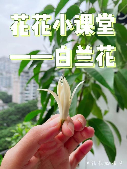 白兰花春季的养殖方法-第2张图片-宁夏农业信息网