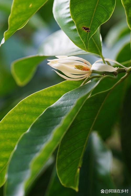 白兰花春季的养殖方法-第3张图片-宁夏农业信息网