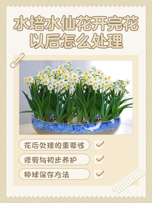 水仙花枯萎后怎么处理？-第1张图片-宁夏农业信息网
