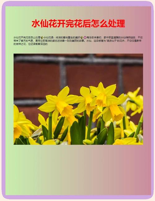 水仙花枯萎后怎么处理？-第2张图片-宁夏农业信息网