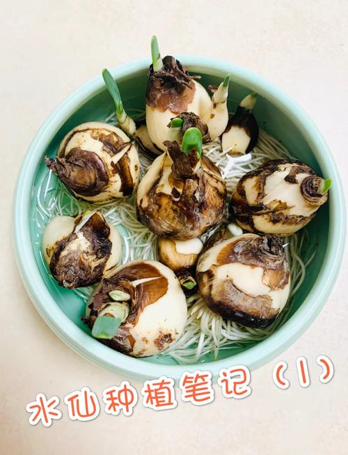 水仙花枯萎后怎么处理？-第3张图片-宁夏农业信息网