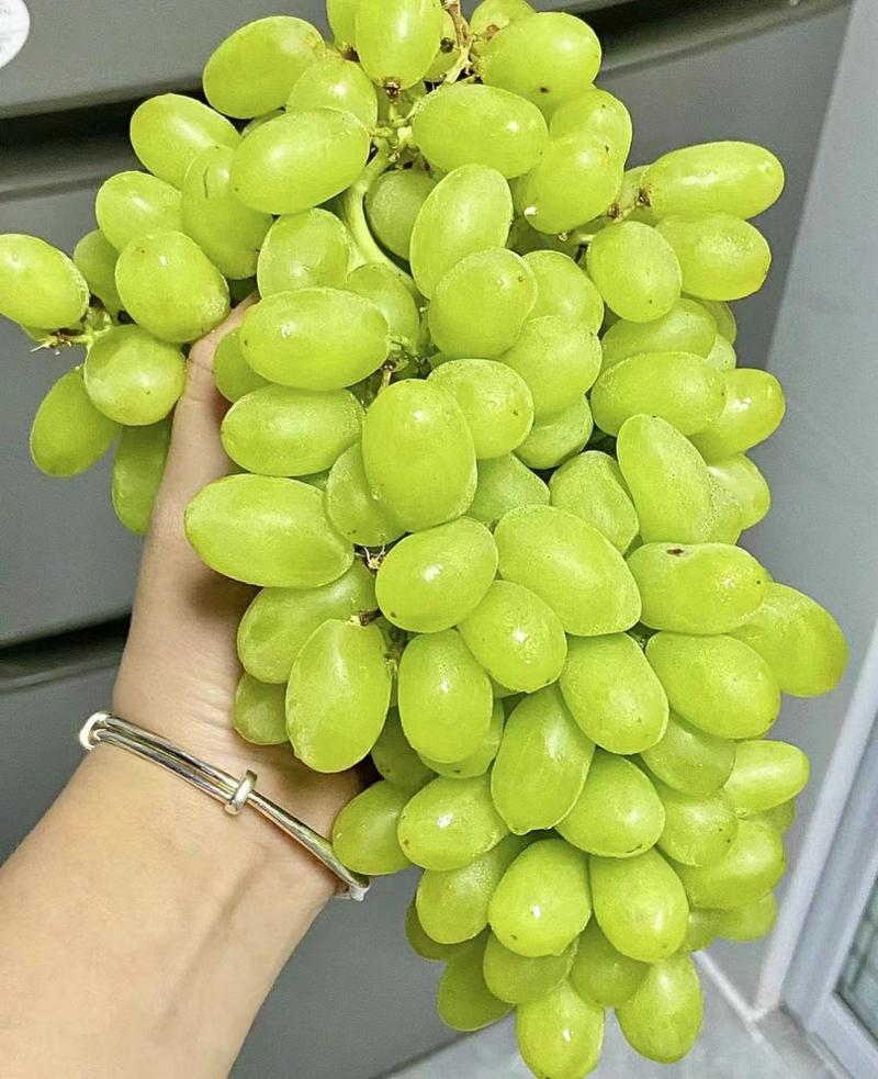 现在提子最好新品种是哪个？-第1张图片-宁夏农业信息网