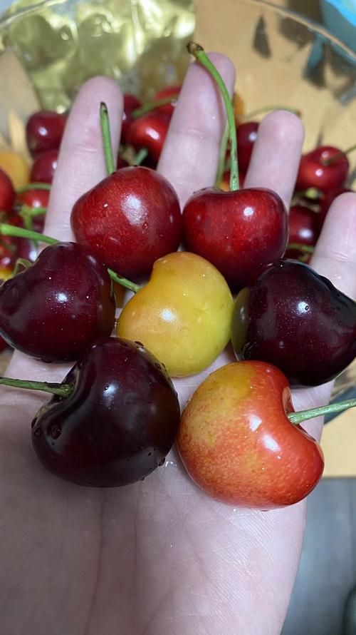 车厘子哪个品种最好种-第3张图片-宁夏农业信息网