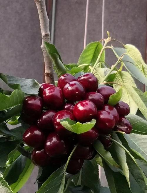 车厘子哪个品种最好种-第2张图片-宁夏农业信息网