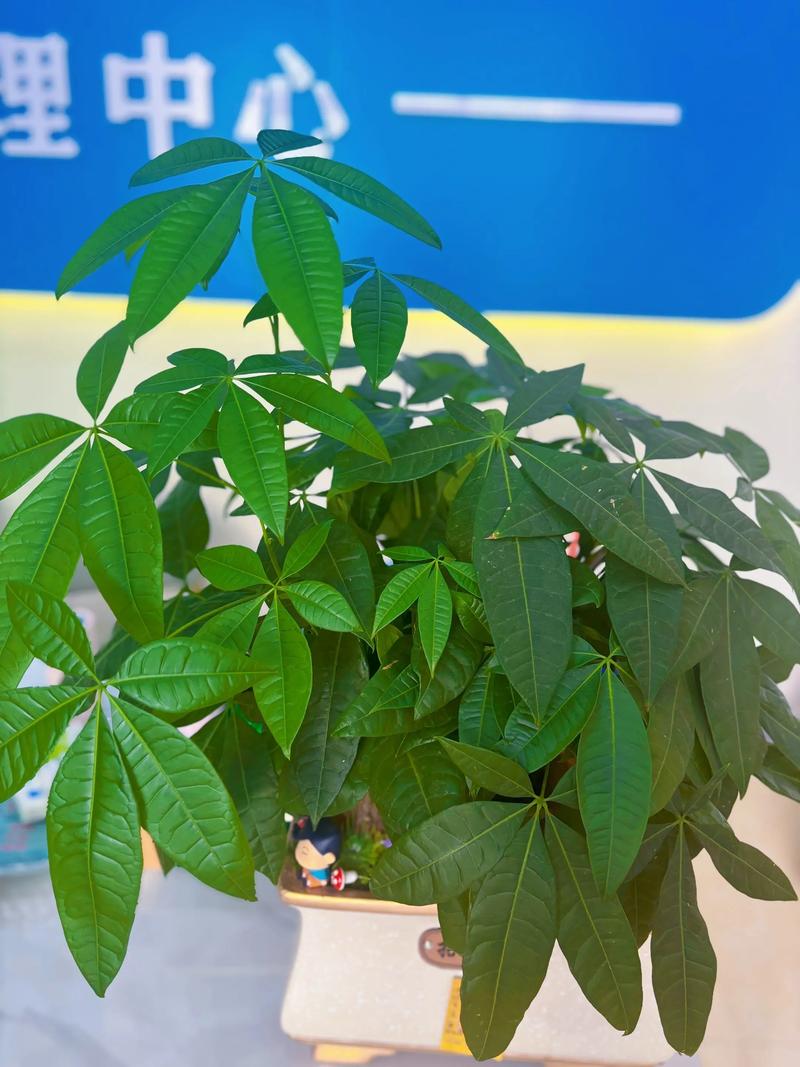 12枚叶子发财树是特定品种吗？-第1张图片-宁夏农业信息网