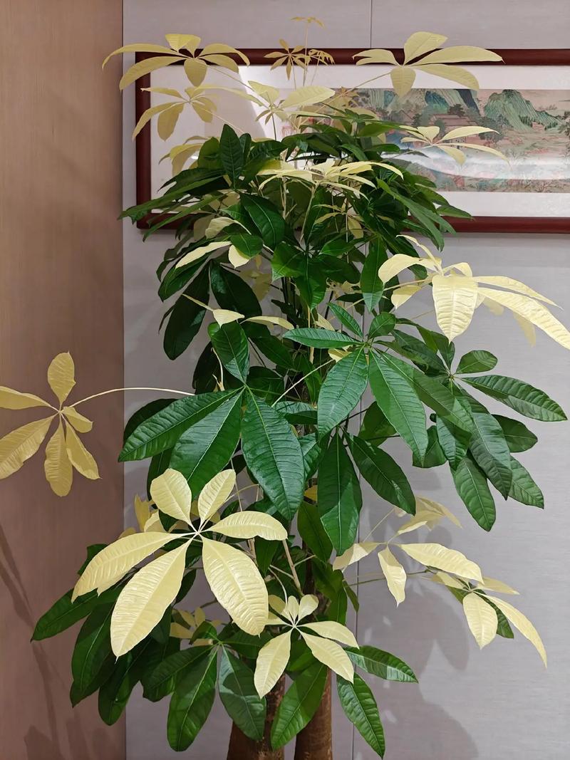 12枚叶子发财树是特定品种吗？-第3张图片-宁夏农业信息网