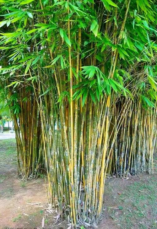 桂林市竹子有哪些品种-第1张图片-宁夏农业信息网