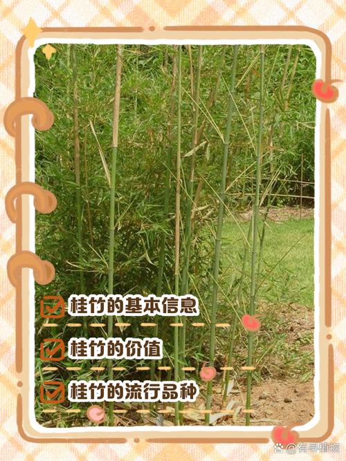 桂林市竹子有哪些品种-第2张图片-宁夏农业信息网