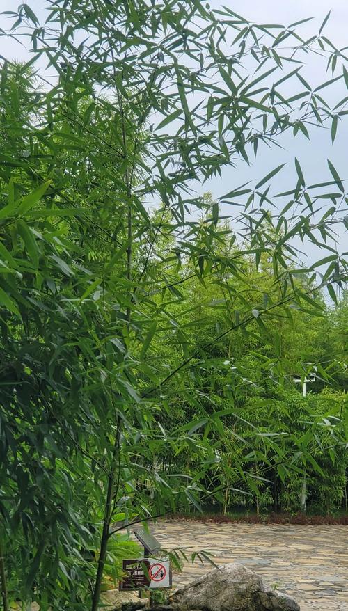 桂林市竹子有哪些品种-第3张图片-宁夏农业信息网