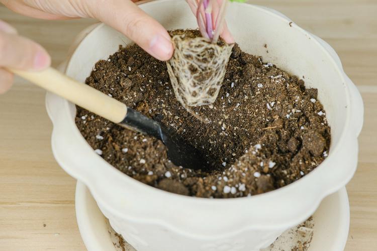 小丽花种子的种植方法-第1张图片-宁夏农业信息网