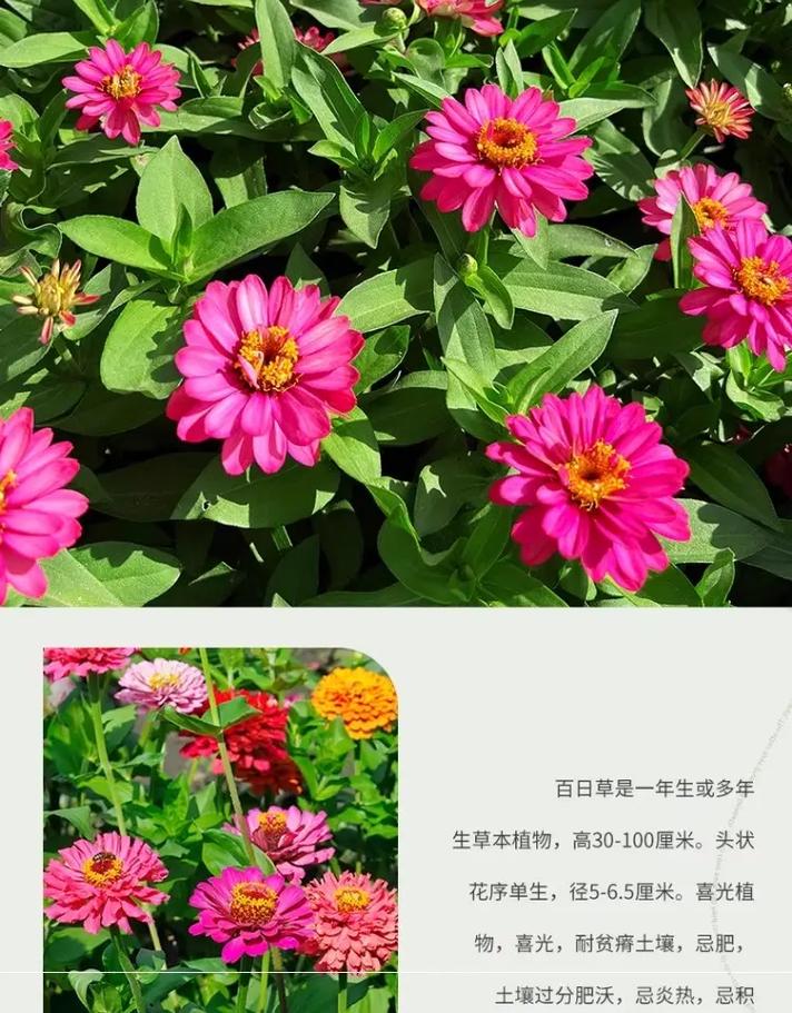 小丽花种子的种植方法-第2张图片-宁夏农业信息网