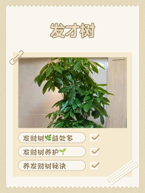 发财树怎么养才能长得好？-第2张图片-宁夏农业信息网