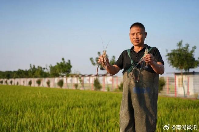 稻田养虾如何实现高产高效？-第2张图片-宁夏农业信息网