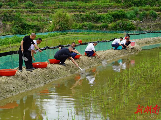 稻田养虾如何实现高产高效？-第3张图片-宁夏农业信息网