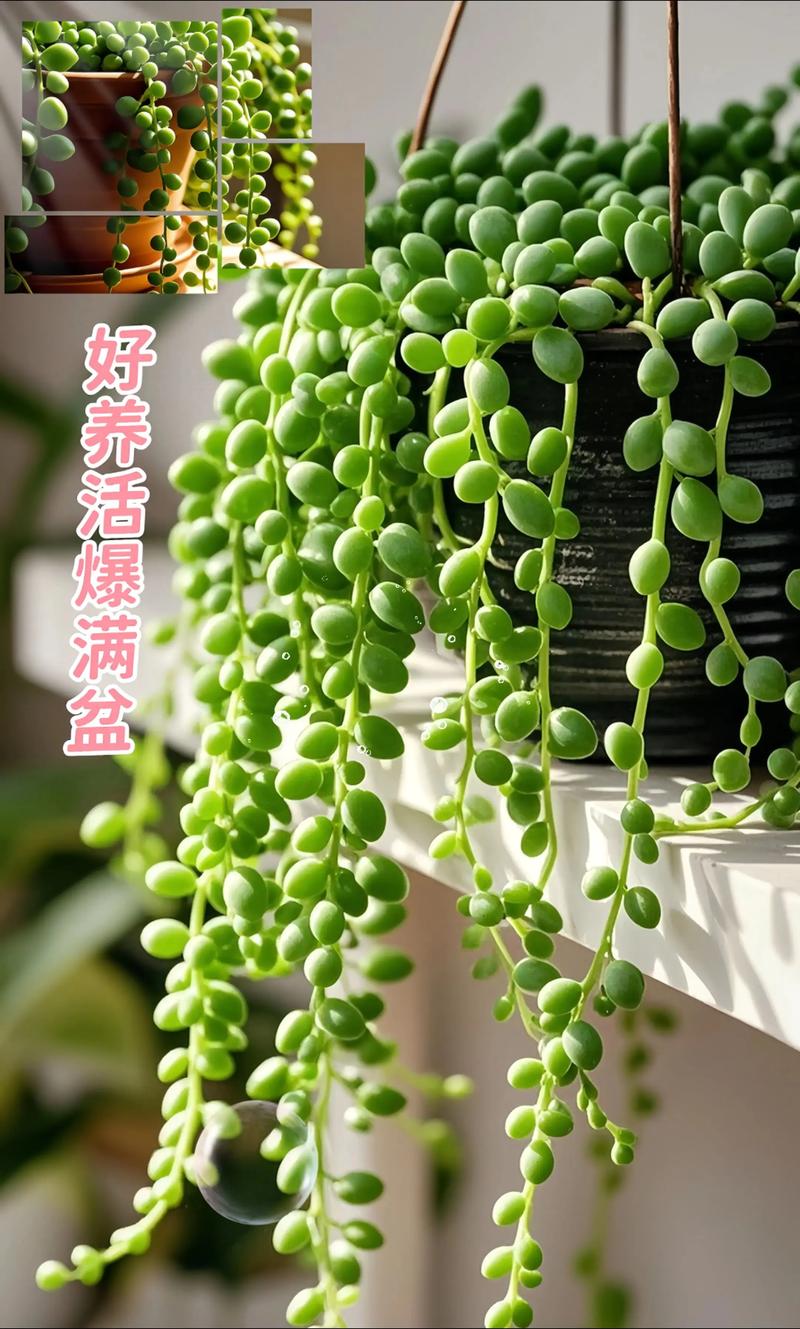 情人泪怎么养才不烂根？-第1张图片-宁夏农业信息网