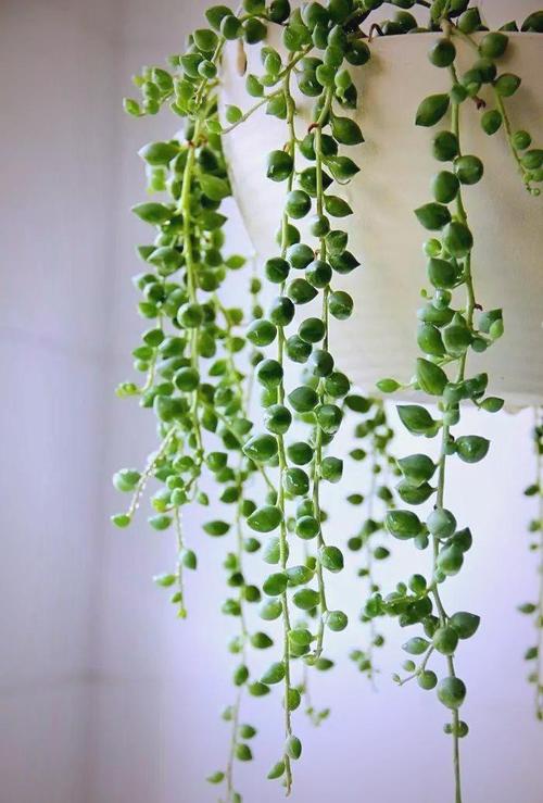 情人泪怎么养才不烂根？-第2张图片-宁夏农业信息网