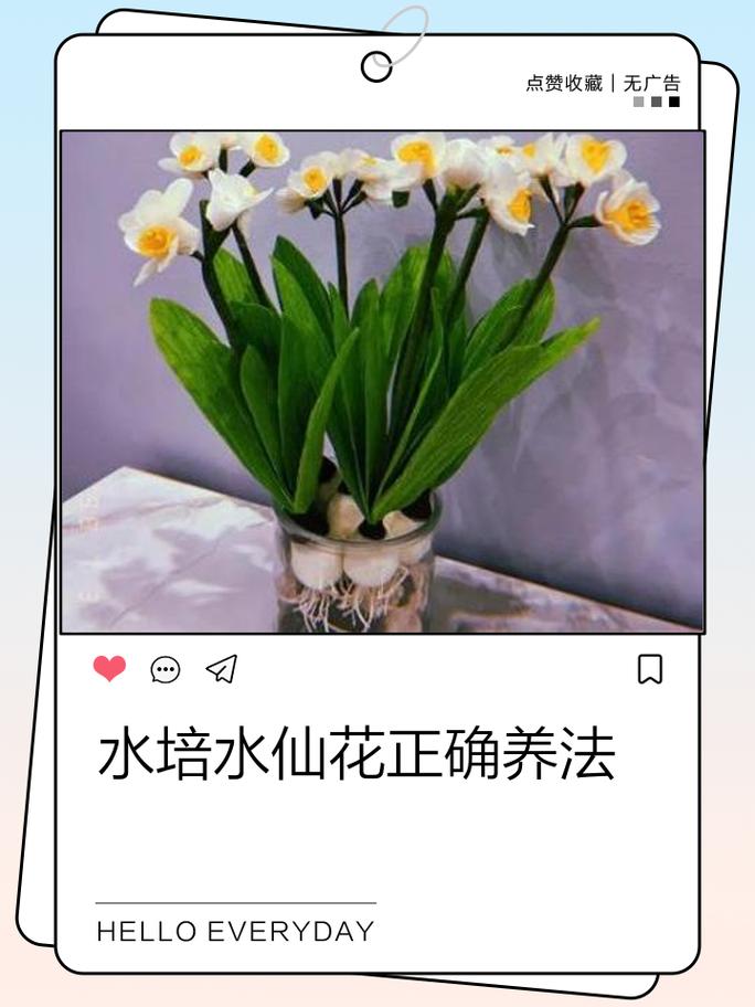 水仙花怎么养？看图学养殖方法-第1张图片-宁夏农业信息网