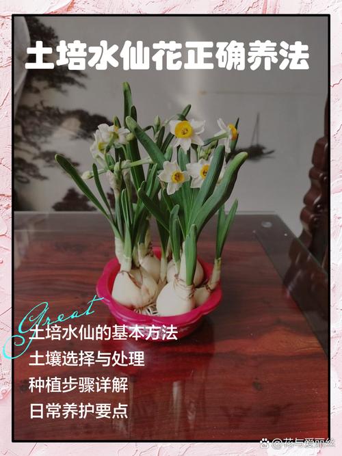 水仙花怎么养？看图学养殖方法-第2张图片-宁夏农业信息网