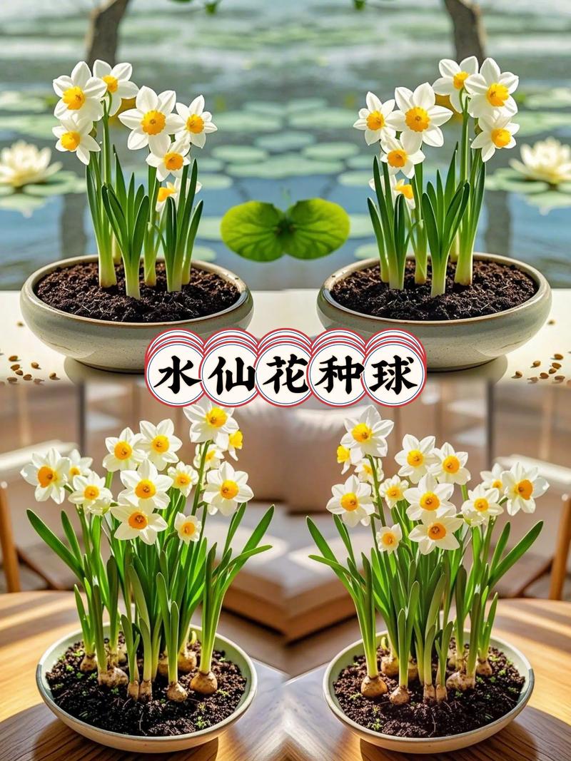 水仙花怎么养？看图学养殖方法-第3张图片-宁夏农业信息网