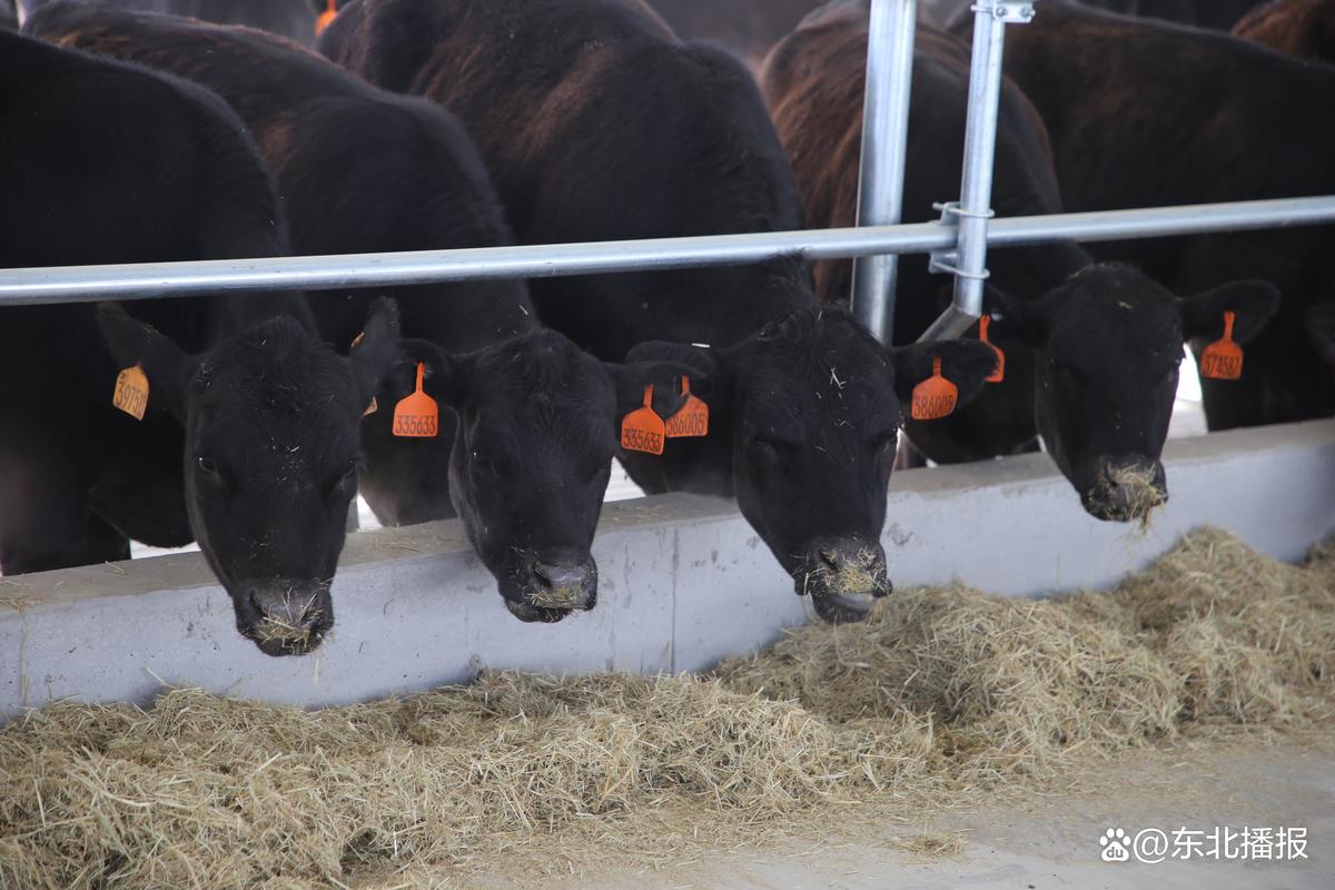 东北肉牛养殖适合哪些品种？-第1张图片-宁夏农业信息网