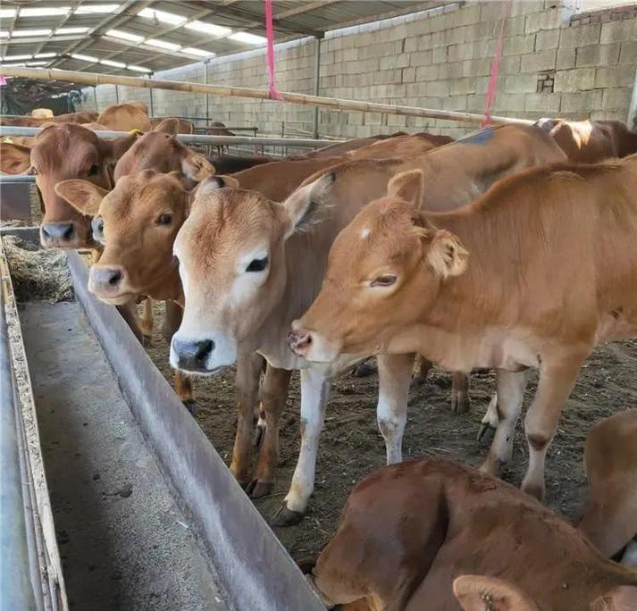 东北肉牛养殖适合哪些品种？-第2张图片-宁夏农业信息网
