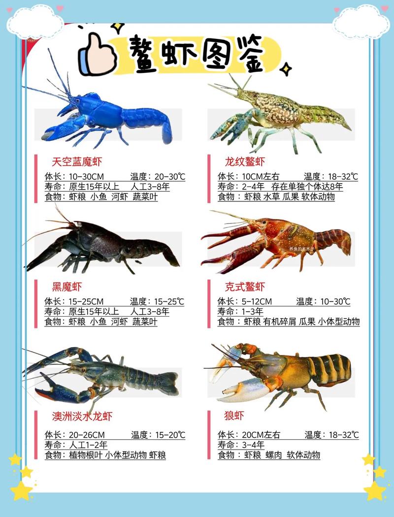 海水池塘养虾品种如何选择？-第1张图片-宁夏农业信息网