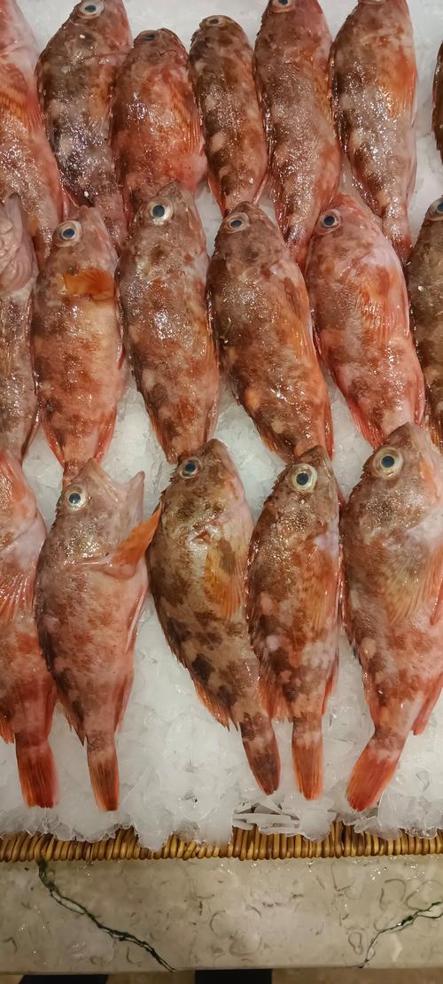 海水池塘养虾品种如何选择？-第3张图片-宁夏农业信息网