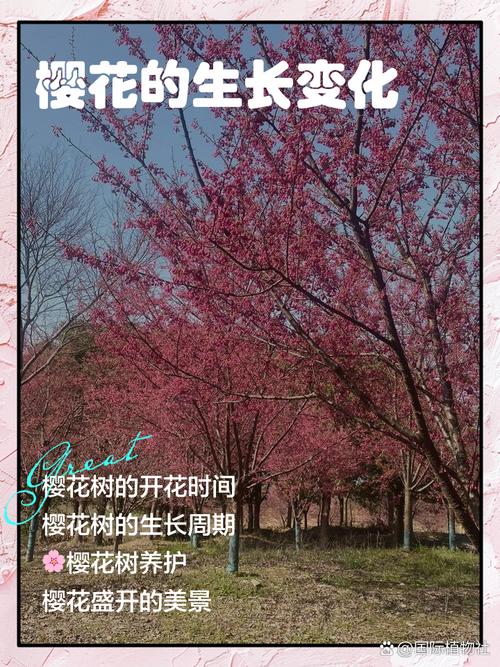 移植樱花树怎么种才能活？-第1张图片-宁夏农业信息网