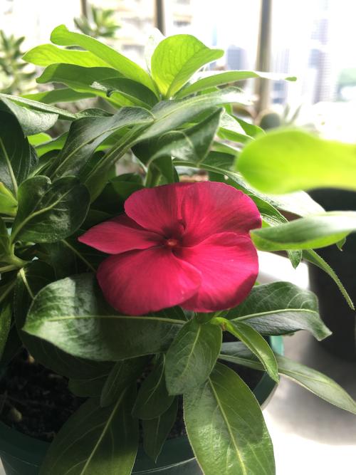 盆栽格桑花种子怎么种？-第2张图片-宁夏农业信息网