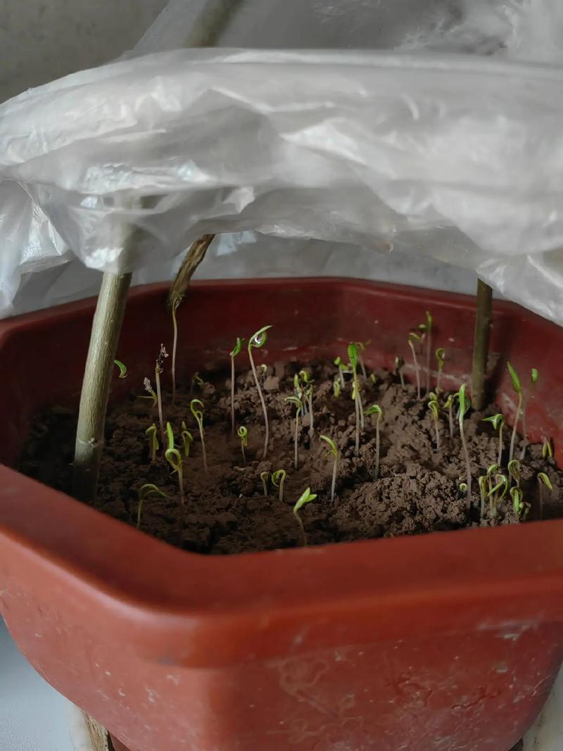 盆栽格桑花种子怎么种？-第1张图片-宁夏农业信息网