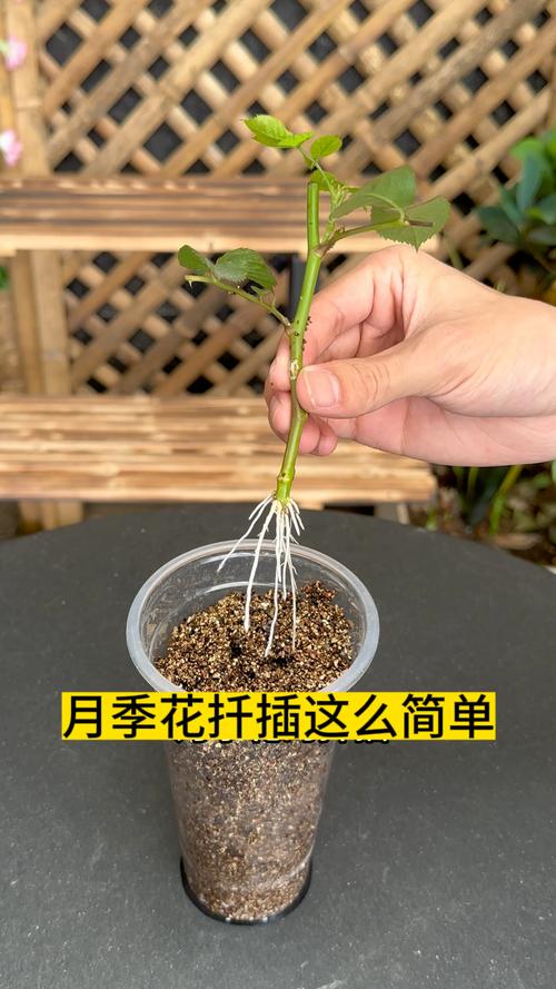 家庭月季花怎么繁殖最简单？-第1张图片-宁夏农业信息网