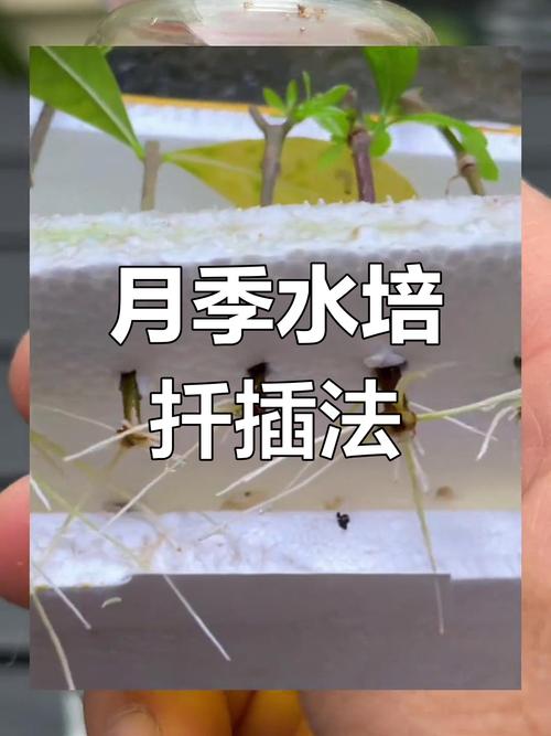 家庭月季花怎么繁殖最简单？-第3张图片-宁夏农业信息网