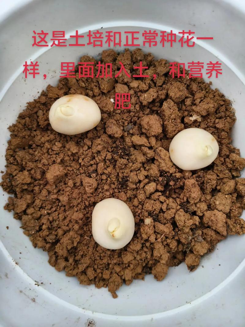 郁金香怎么繁殖？视频教你方法！-第2张图片-宁夏农业信息网