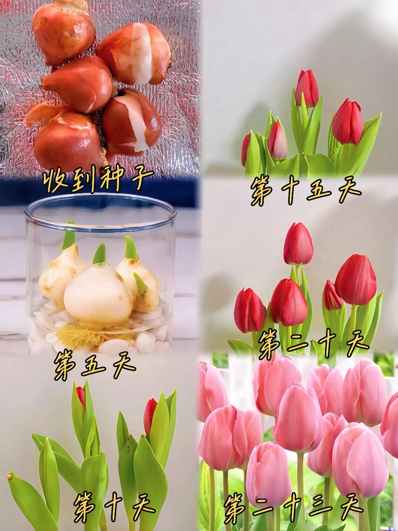 郁金香怎么繁殖？视频教你方法！-第3张图片-宁夏农业信息网