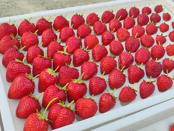 草莓深红色是什么品种-第2张图片-宁夏农业信息网 草莓深红色是什么品种-第2张图片-宁夏农业信息网