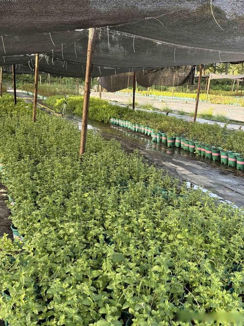 水面鱼腥草怎么种？-第2张图片-宁夏农业信息网