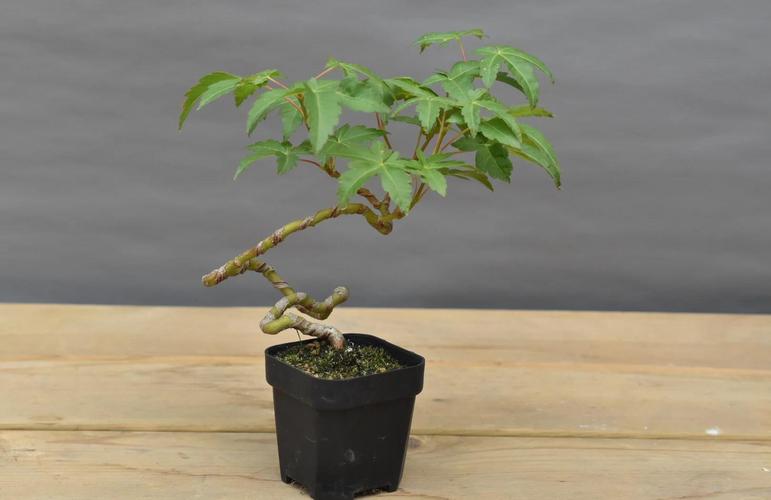 枫香病虫害如何有效防治？-第1张图片-宁夏农业信息网