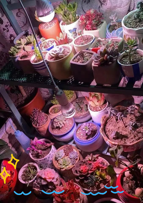 补光灯的正确养殖方法-第2张图片-宁夏农业信息网