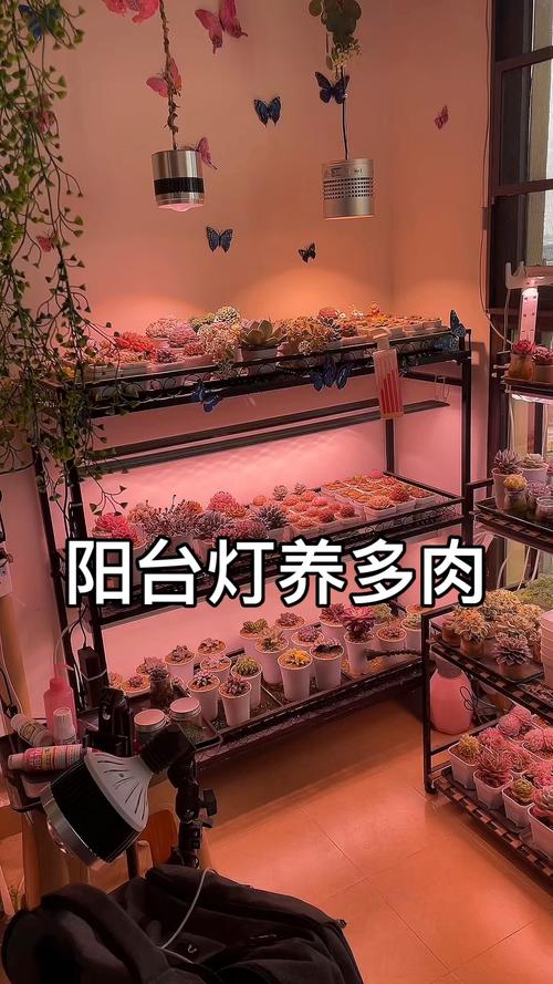 补光灯的正确养殖方法-第3张图片-宁夏农业信息网