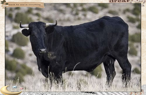 黑色牛的品种有哪些？-第1张图片-宁夏农业信息网