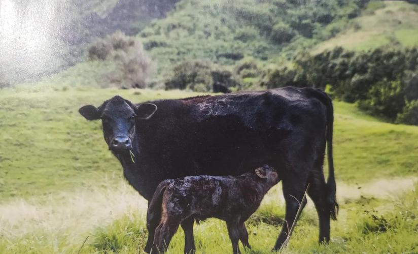 黑色牛的品种有哪些？-第2张图片-宁夏农业信息网