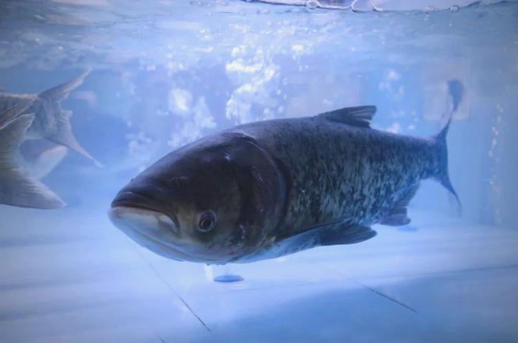 有须鲢鱼是哪个品种？-第1张图片-宁夏农业信息网