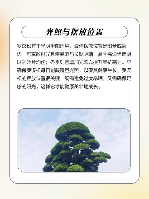 罗汉松扦插怎么弄？图解步骤有哪些？-第2张图片-宁夏农业信息网