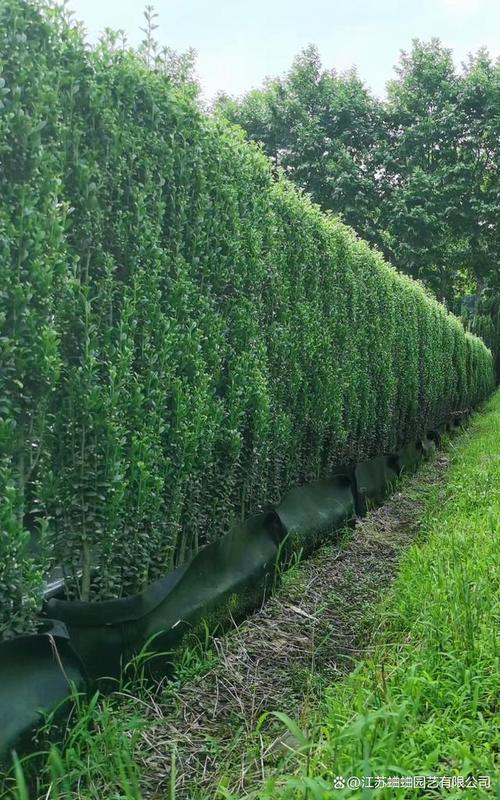 耐荫绿篱有哪些好品种？-第1张图片-宁夏农业信息网