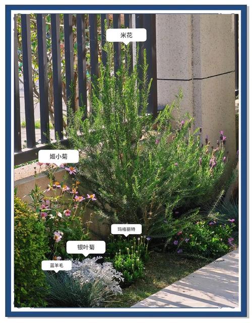 耐荫绿篱有哪些好品种？-第2张图片-宁夏农业信息网