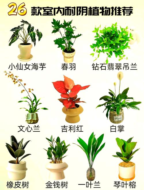 耐荫绿篱有哪些好品种？-第3张图片-宁夏农业信息网